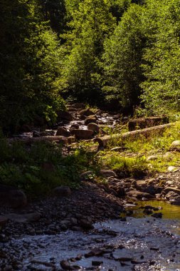 Ormandaki nehrin güzel manzarası