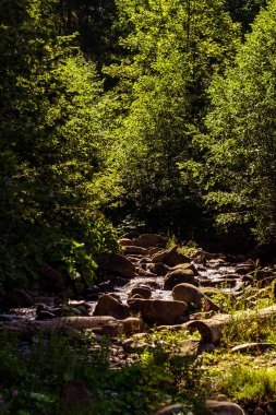 Karpat Dağlarında küçük bir şelale