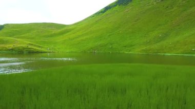 Gölün üzerindeki yeşil çimenler