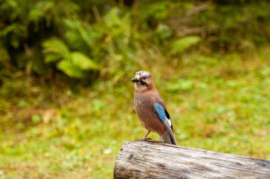 Jay kuşu, Garrulus rulandarius, bir kütüğün üzerinde oturuyor.