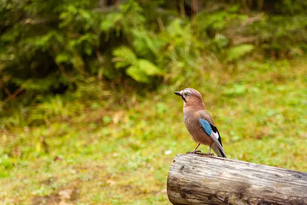 blue bird on a log in the forest