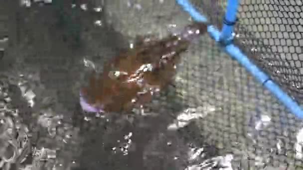 Calamar Está Nadando Estanque Restaurante Tailandia Esperando Tiempo Para Ser — Vídeo de stock