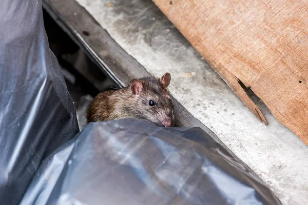 Βρωμερά Αηδιαστικά Ποντίκια Στην Περιοχή Που Ήταν Γεμάτα Λύματα Βρωμερά Φωτογραφία Αρχείου