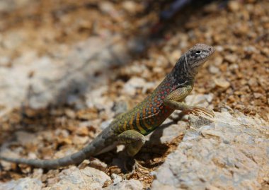 Bir kayanın üzerinde oturan Büyük Kulaksız Kertenkele (Cophosaurus texanus). Tucson, Arizona 'nın hemen dışında çekilmiş..