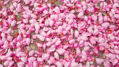 Yerde bir sürü pembe çiçek yaprakları var..