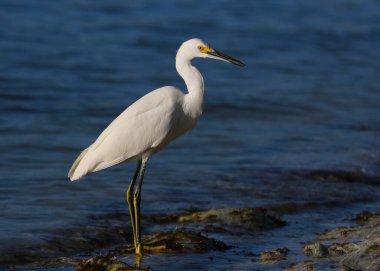 Ayakta duran bir Karlı Egret (Egretta thula), Meksika, Yucatan 'da çekildi.