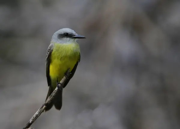 stock image A Tropical Kingbird (Tyrannus melancholicus) sitting on a perch in Yucatan, Mexico.