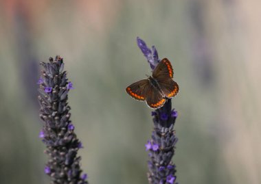 Bir kahverengi Argus kelebeği (Aricia agestis) lavantayla beslenir. Yunanistan 'ın Kythira adasında vuruldu.