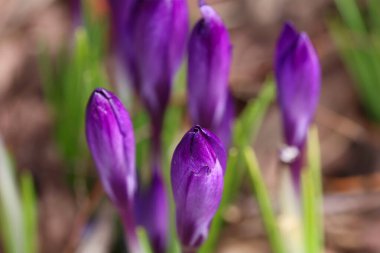 Crocus tomurcukları kapalıydı çünkü güneş yeni doğuyordu...