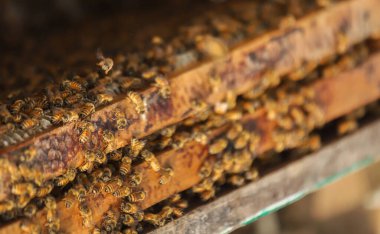 Bee hive or bee nest where honey is harvested locally in Bangladesh