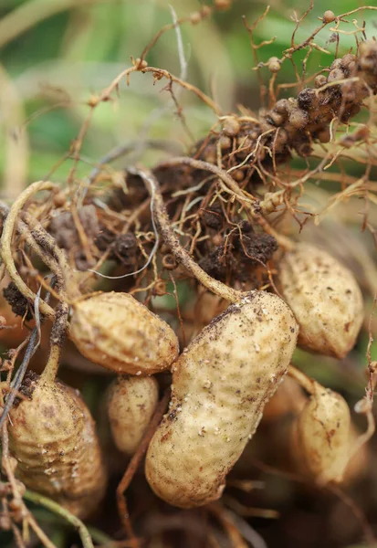 Freshly Harvested Peanut Garden Rechtenvrije Stockafbeeldingen
