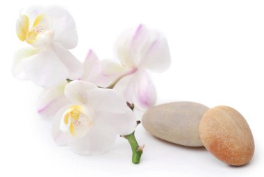 Spa stone with orchid flower over white background