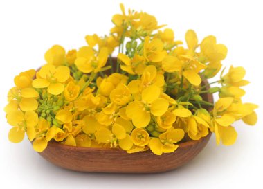 Closeup of Edible mustard flower over white background