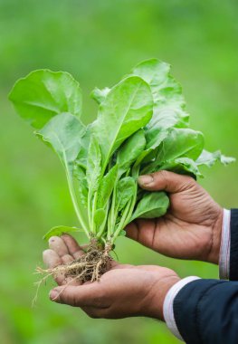 Hand holding freshly harvested spinach in field