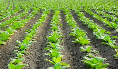 Green leafy vegetation in tobacco field