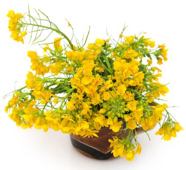 Closeup of mustard flowers over white background