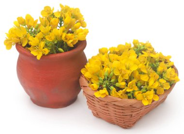 Closeup of mustard flowers over white background