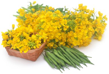 Closeup of mustard flowers over white background