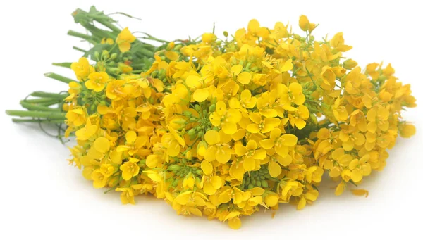 Closeup Mustard Flowers White Background — Stockfoto