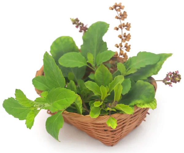 Medicinal Tulsi Leaves Basket White Background — Stock Photo, Image