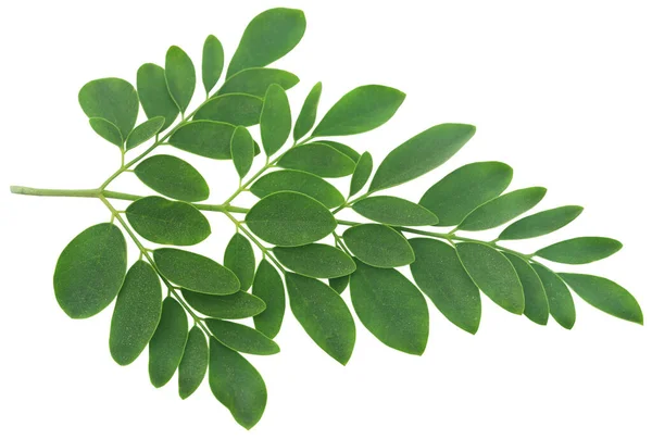 Ekologiska Moringa Blad Gröna Och Färska — Stockfoto