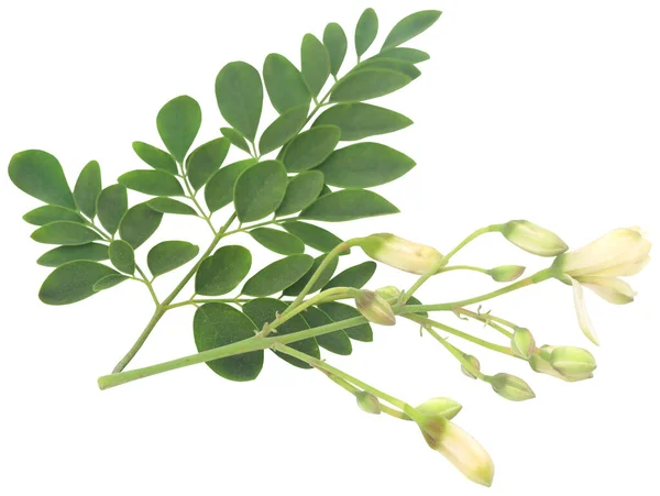 Органические Лекарственные Листья Моринги Зеленые Свежие Цветами — стоковое фото