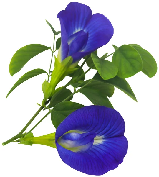 Clitoria Ternatea Eller Blå Aparajita Blomma Isolerad — Stockfoto