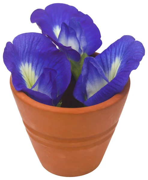Кліторія Тернатеато Або Синя Квітка Апархіти Ізольовані — стокове фото