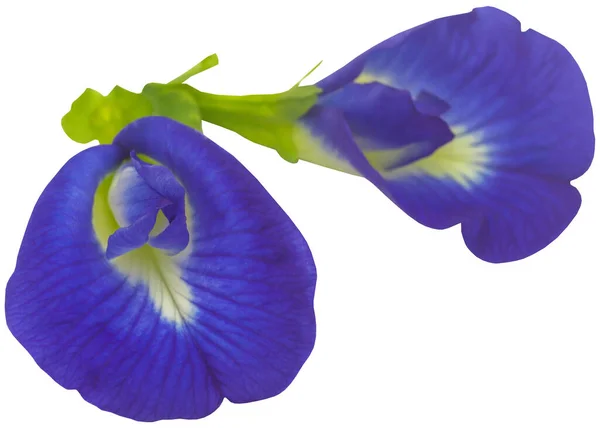 Clitoria Ternatea Blauwe Aparajita Bloem Geïsoleerd — Stockfoto