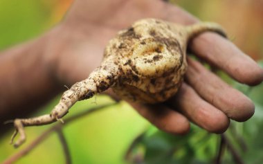 Yerden yeni toplanmış tatlı patates mi tatlı patates mi?