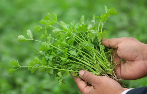 Fresh Bunch Coriander Leaves Pulled Out Field — Stok fotoğraf