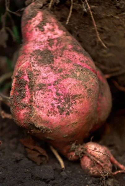 Ямцю Або Солодку Картоплю Щойно Зібрано Землі — стокове фото