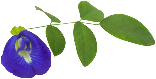 Clitoria Ternatea Flor Azul Aparajita Tienen Montón Valor Medicinal Primer —  Fotos de Stock