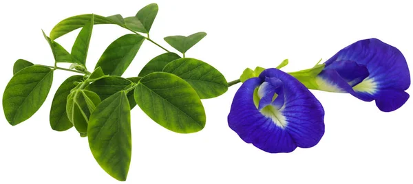 Clitoria Ternatea Flor Azul Aparajita Tienen Montón Valor Medicinal Primer —  Fotos de Stock