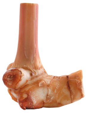 Alpinia galanga ya da Aromatik kızıl yakın çekim