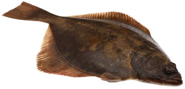 Taze pişmemiş Flatfish