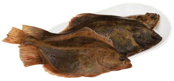 Fresh Uncooked Flatfish just caught