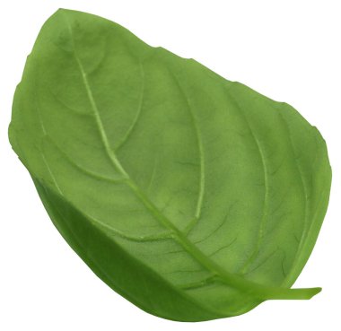 Taze fesleğen yaprağı kapalı ve izole. 