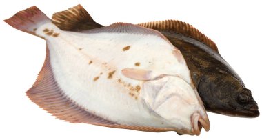 Denizden yakalanan Flatfish 'in yakın çekimi