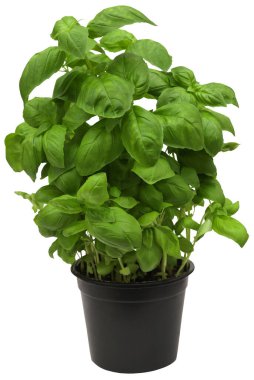 Siyah bir tencerede fesleğen.