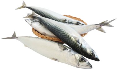 Atlantik uskumrusu denizden yeni yakalandı.