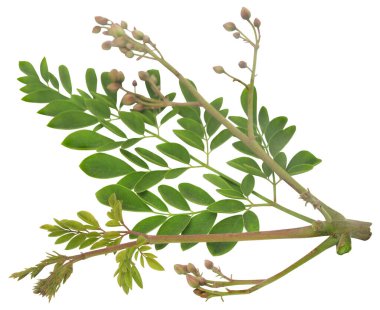 Süper yemek taze moringa yaprakları yakın ve izole