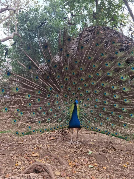 Male Peacock Courtship Dance — Stock Photo, Image