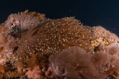 Filipinler Denizi 'ndeki mercan resifi ve su bitkileri