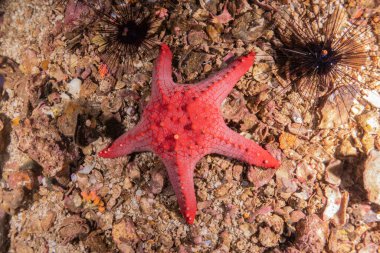 Filipinler Denizi 'nde Deniz Altında Deniz Yıldızı