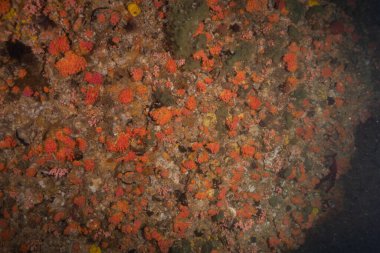 Filipinler Denizi 'ndeki mercan resifi ve su bitkileri