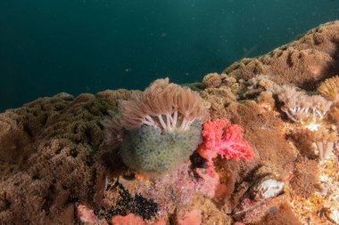 Filipinler Denizi 'ndeki mercan resifi ve su bitkileri