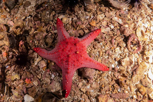 stock image Starfish On the Seabed at the Sea of the Philippines