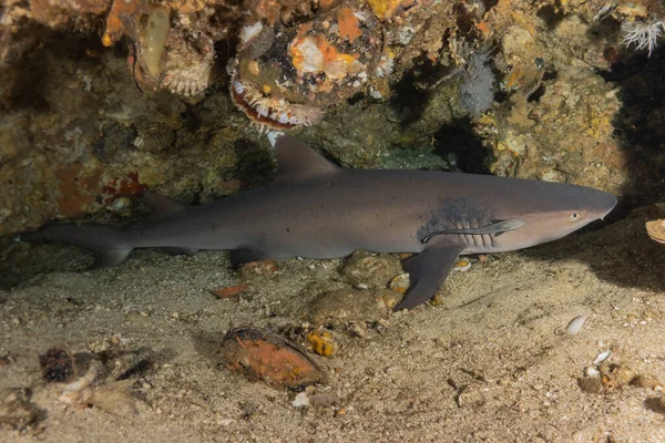 stock image Thresher Shark swimming in the Sea of the Philippines