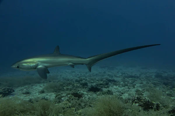 Yırtıcı Köpekbalığı Filipinler Denizi Nde Yüzüyor — Stok fotoğraf